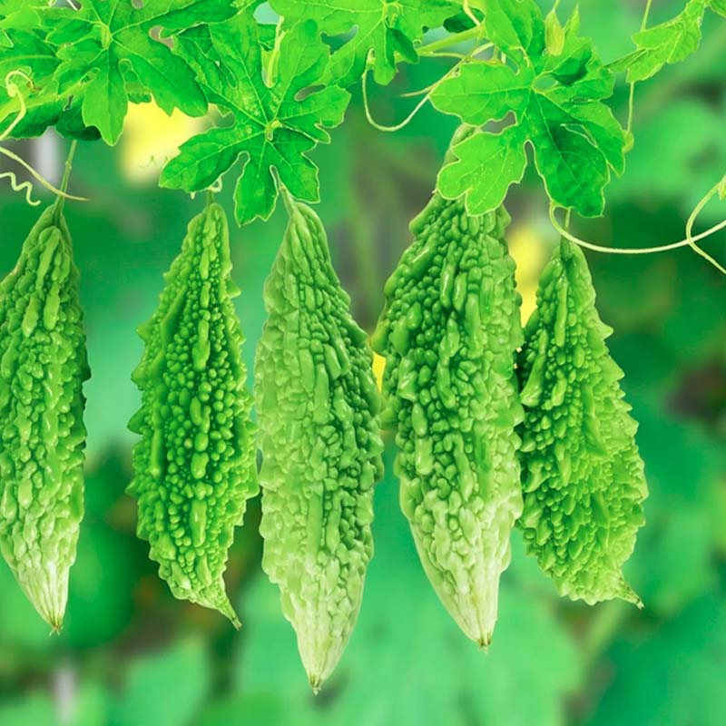 Bitter Gourd