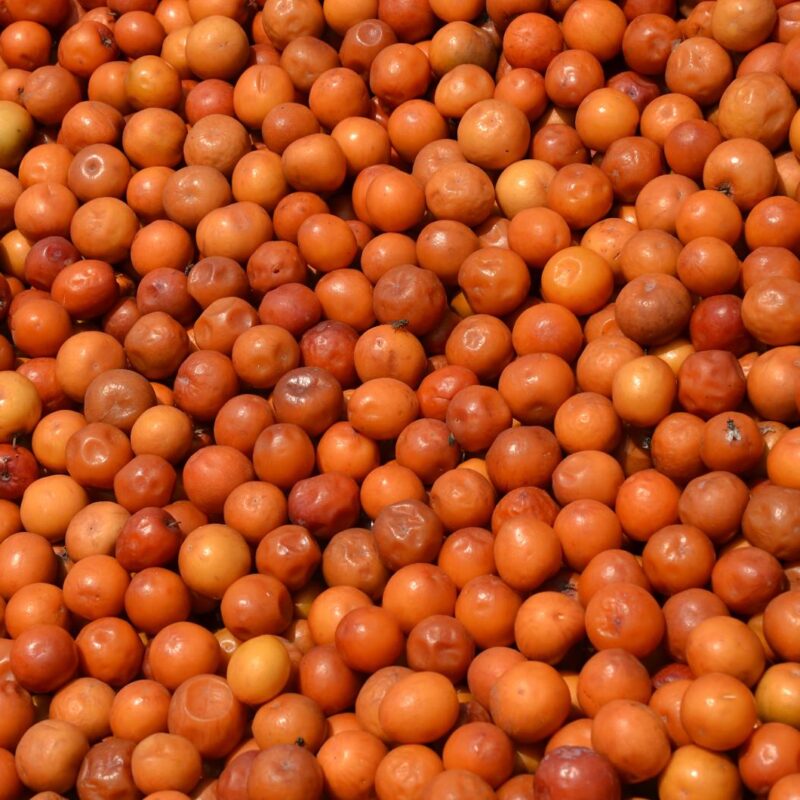 Indian Jujube