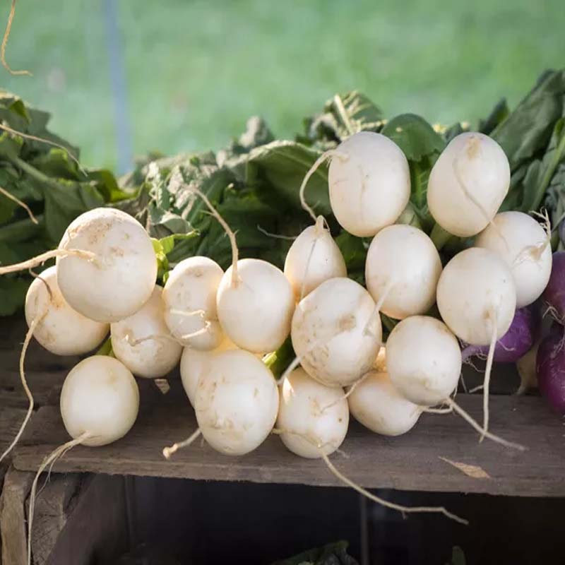 White Raddish